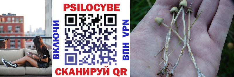 Купить  Котовск  Псилоцибиновые грибы Psilocybe 